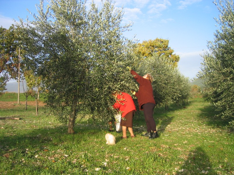 Raccolta delle olive